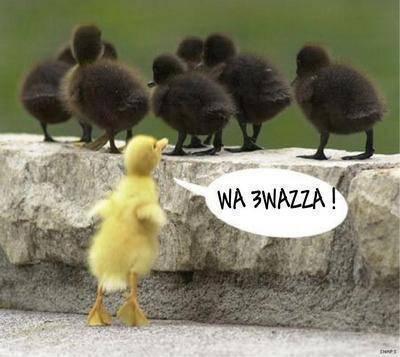 iwa ach hadchi c quoi ca??